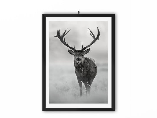 Wildlife print