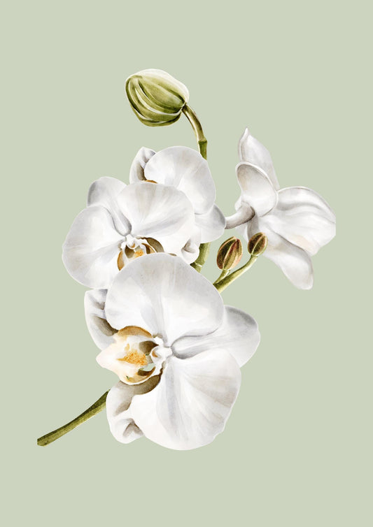 Set of 3 floral orchid prints