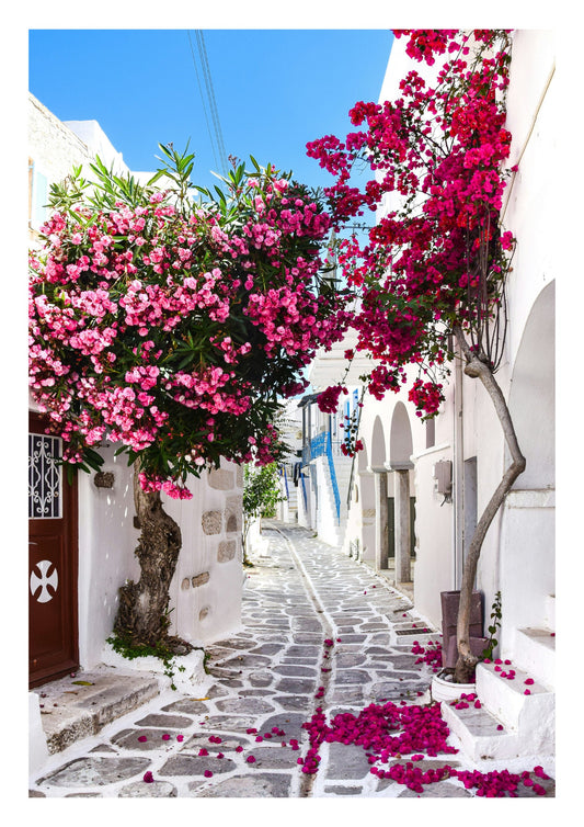 Greece print. Colourful bougainvillea poster.