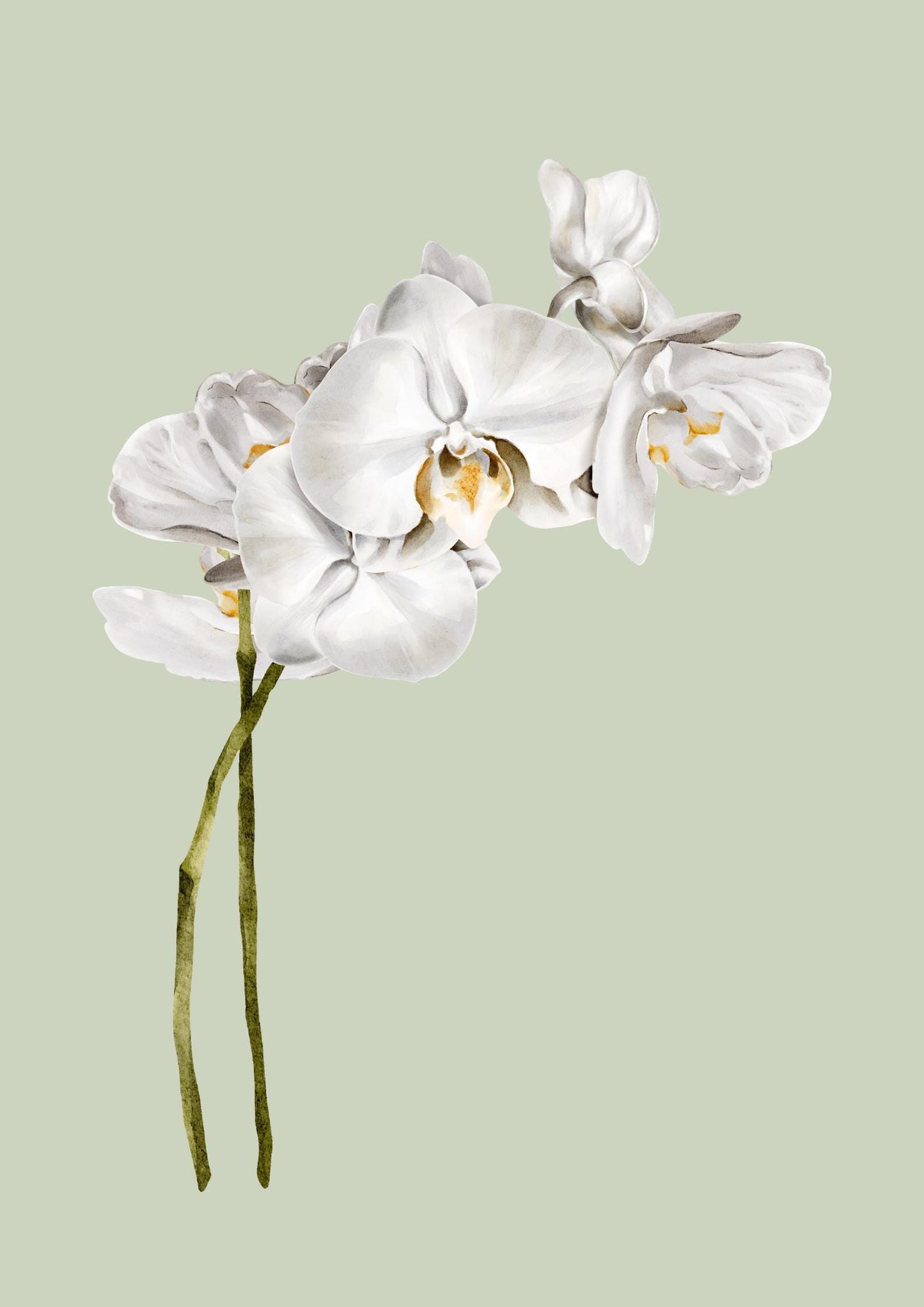 Set of 3 floral orchid prints