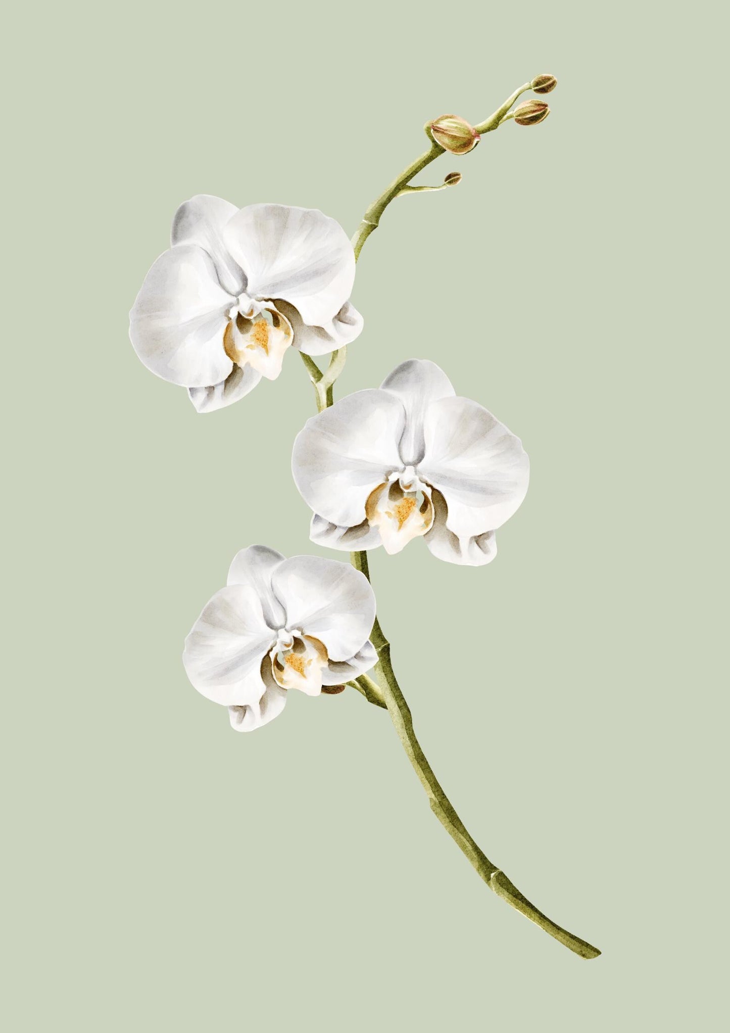 Set of 3 floral orchid prints