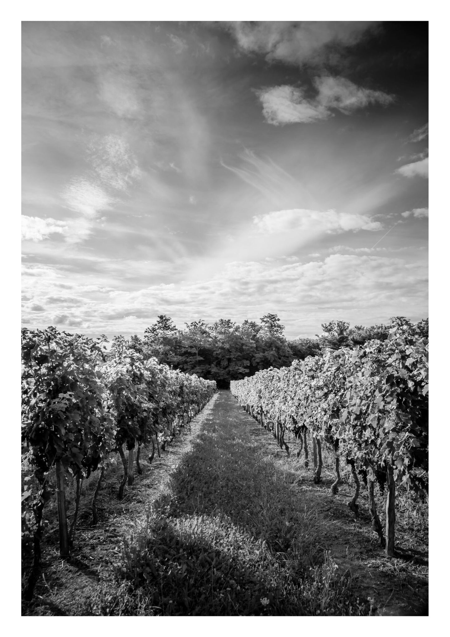 Set of 3 Bordeaux prints, City prints, Black and white France photographs, Home decor, Travel print, Gift, Wall art, French vineyard image